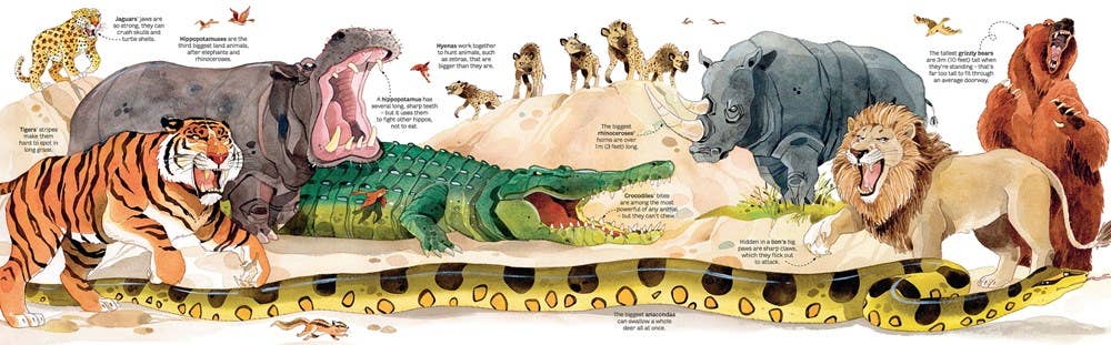 HarperCollins - Big Book of Big Animals : Usborne