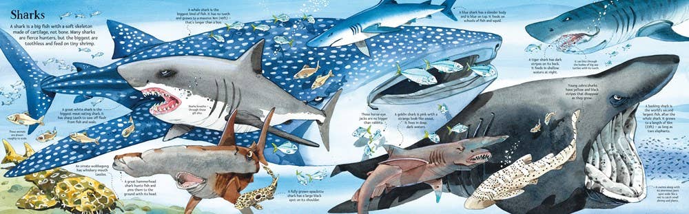 HarperCollins - Big Book of Big Sea Creatures : Usborne