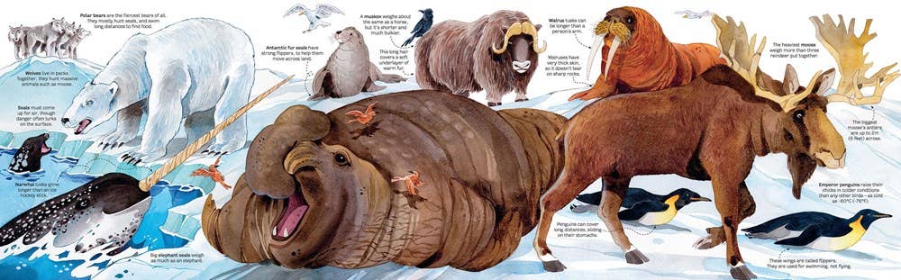 HarperCollins - Big Book of Big Animals : Usborne