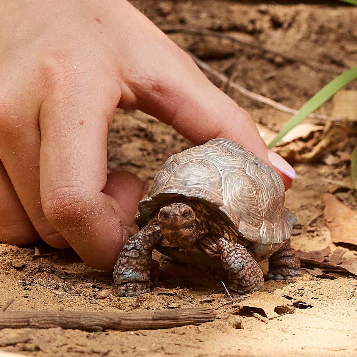 Schleich - Giant Tortoise Animal Toy