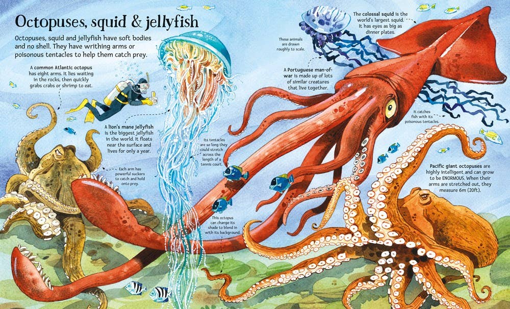 HarperCollins - Big Book of Big Sea Creatures : Usborne
