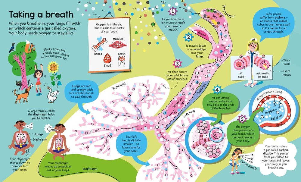 HarperCollins - Big Book of The Body : Usborne