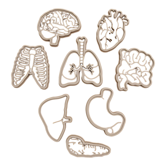 CJECOPLAY INC. - Human Body Parts || Anatomy EcoCutter Collection